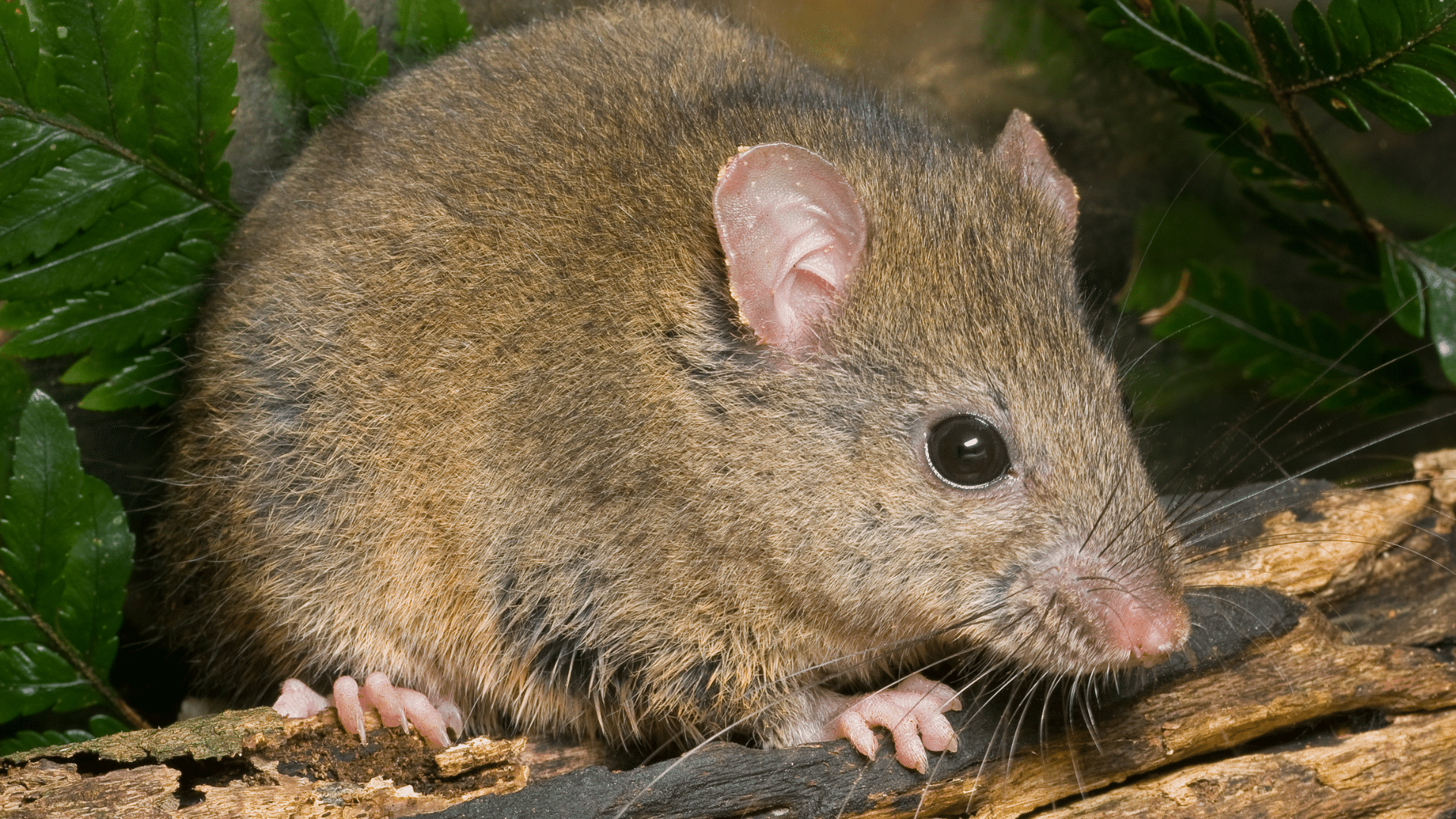 11 Tips to Get Rid of Rat Urine Smell