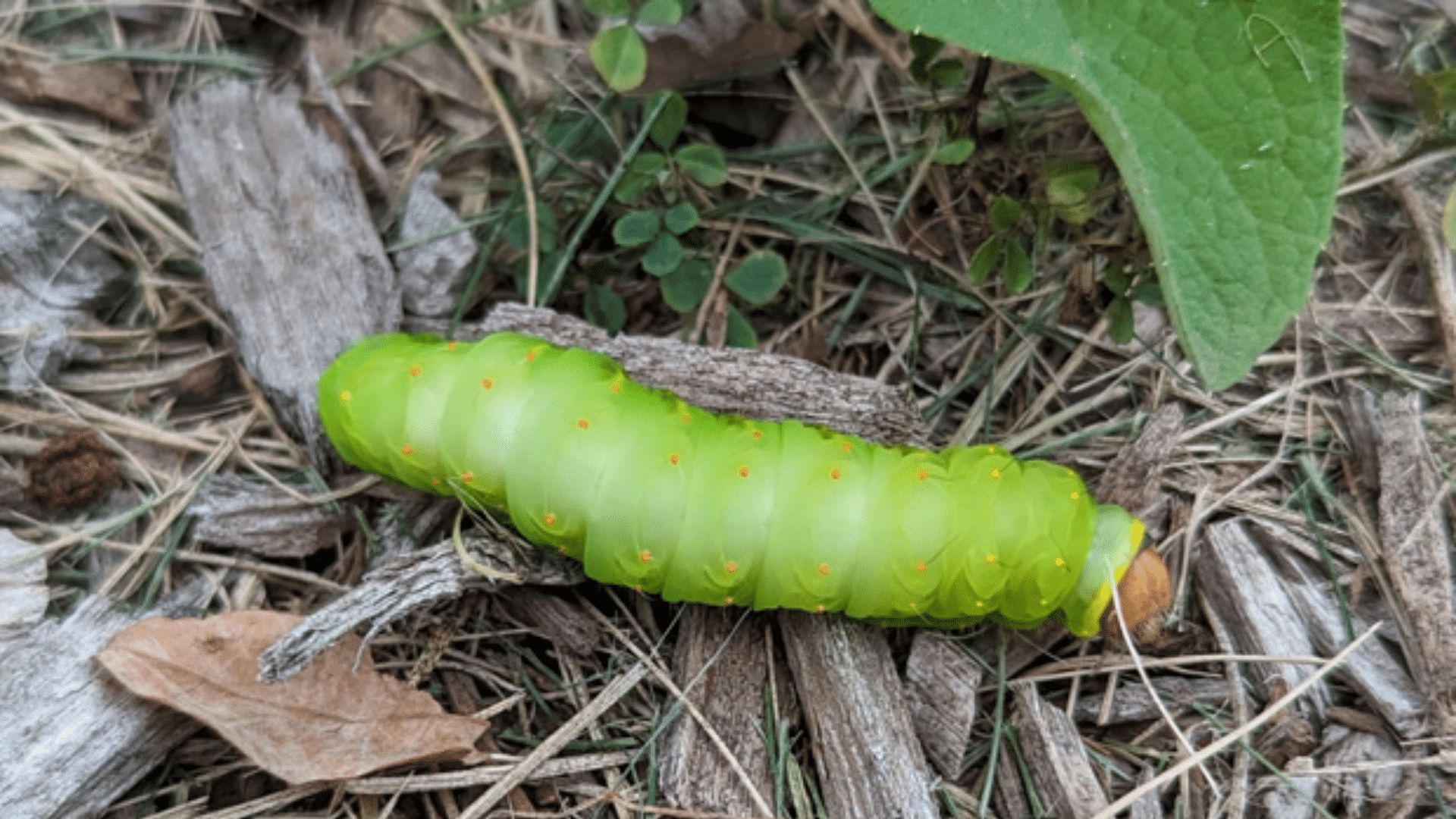 2. Caterpillar- The Leaf Muncher