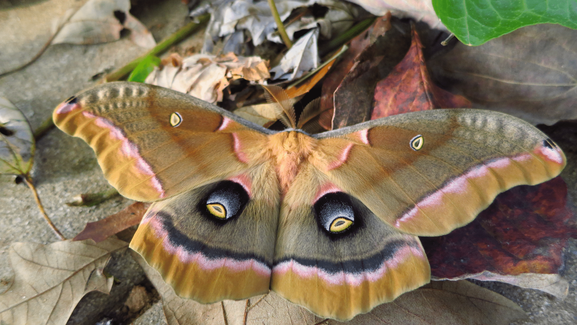 4. Adult Moth- The Grand Finale