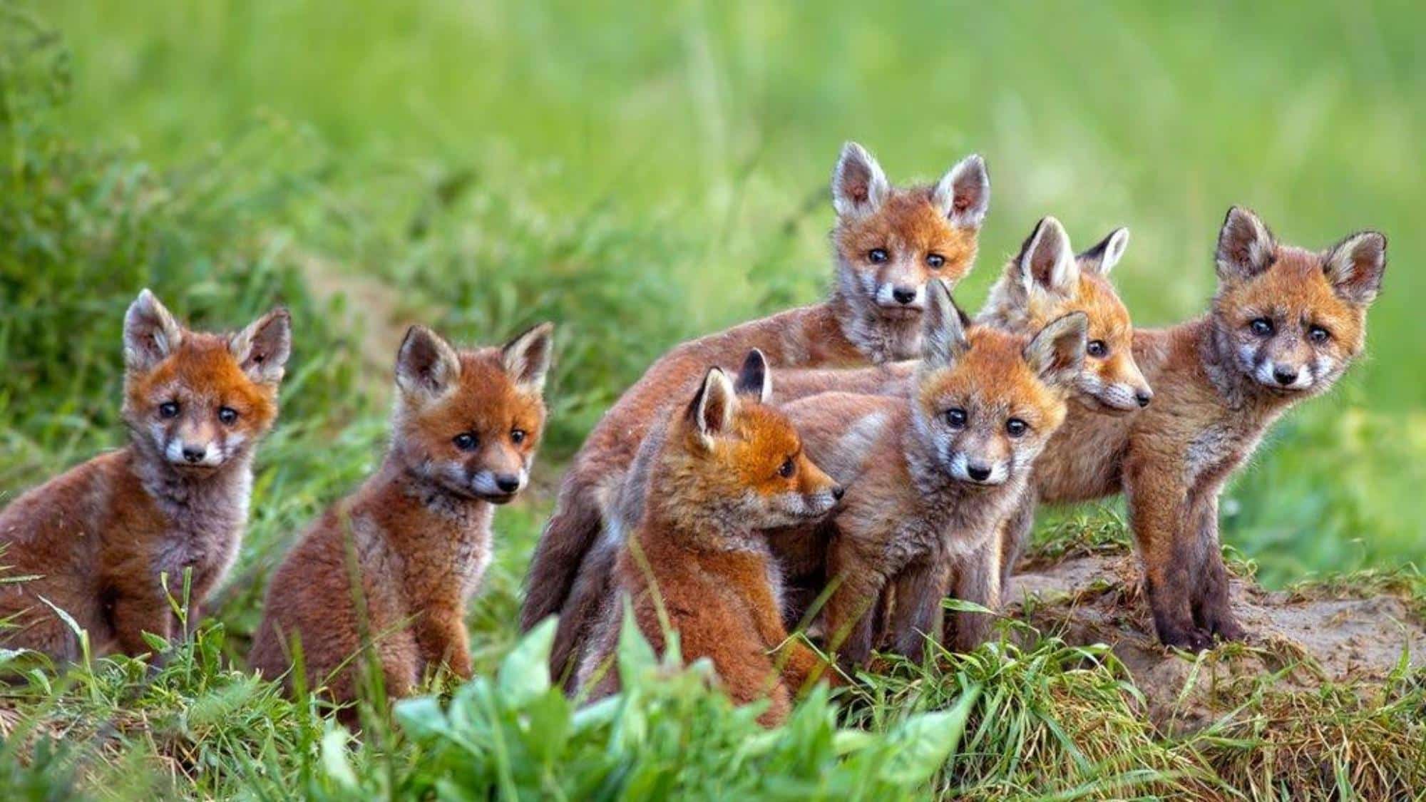  A Group of Foxes have Their Own Term
