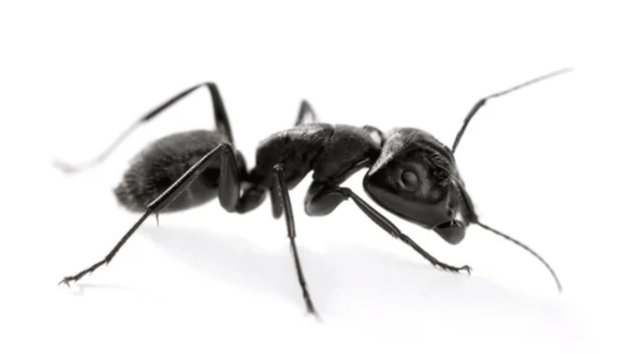 Acrobat Ants