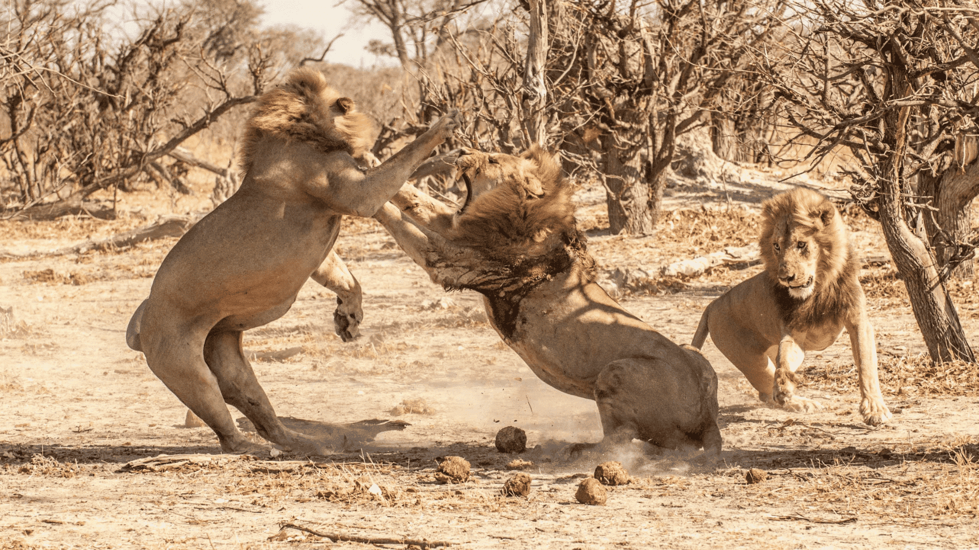 Aggressive Behavior & Defense

