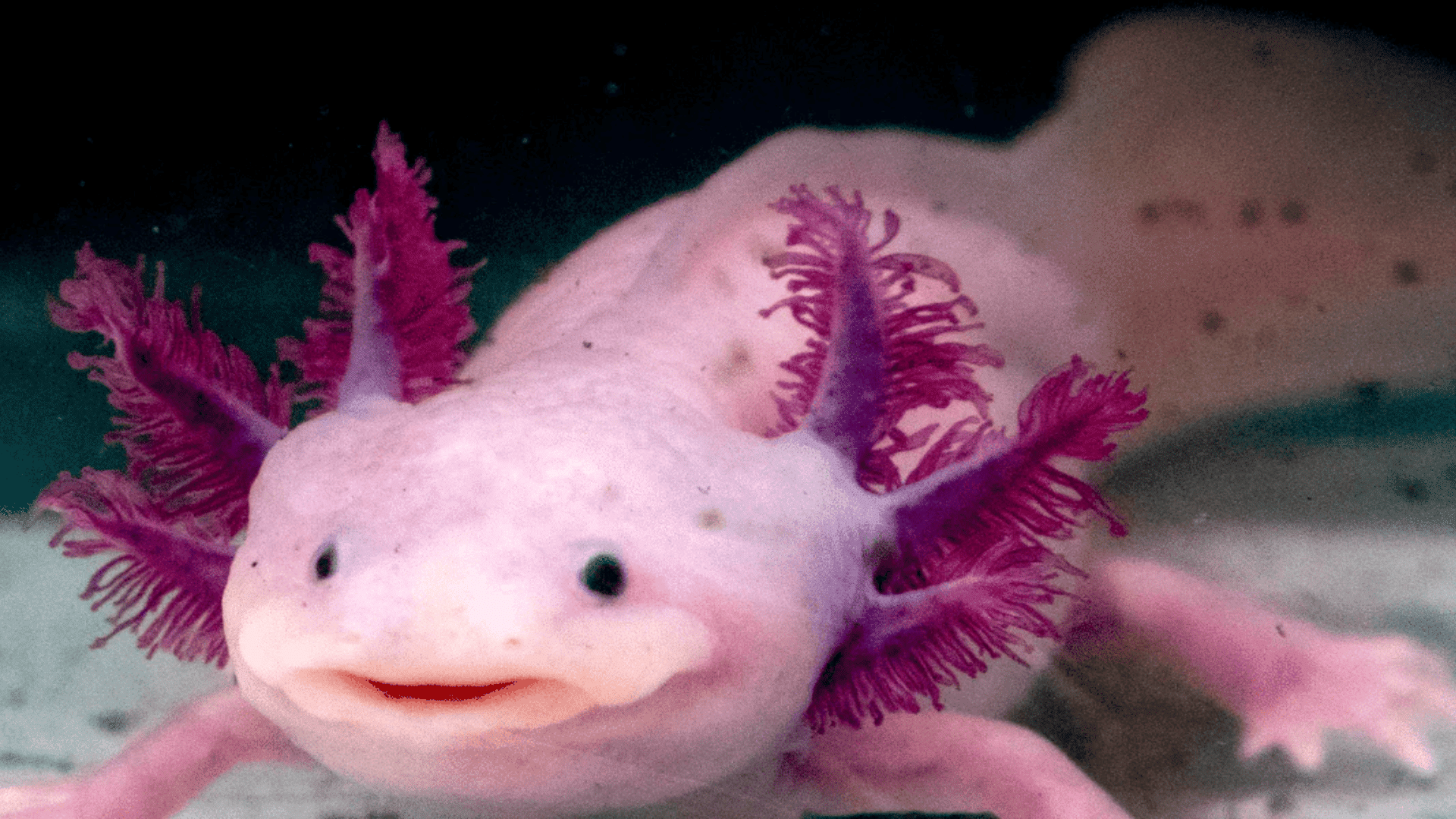 All-You-Need-to-Know-About-Axoltol-Predators