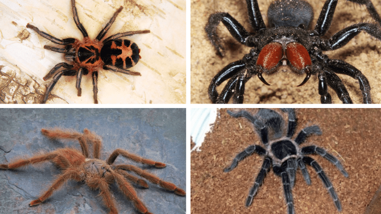 Surprising Facts About 13 Amazon Rainforest Spiders