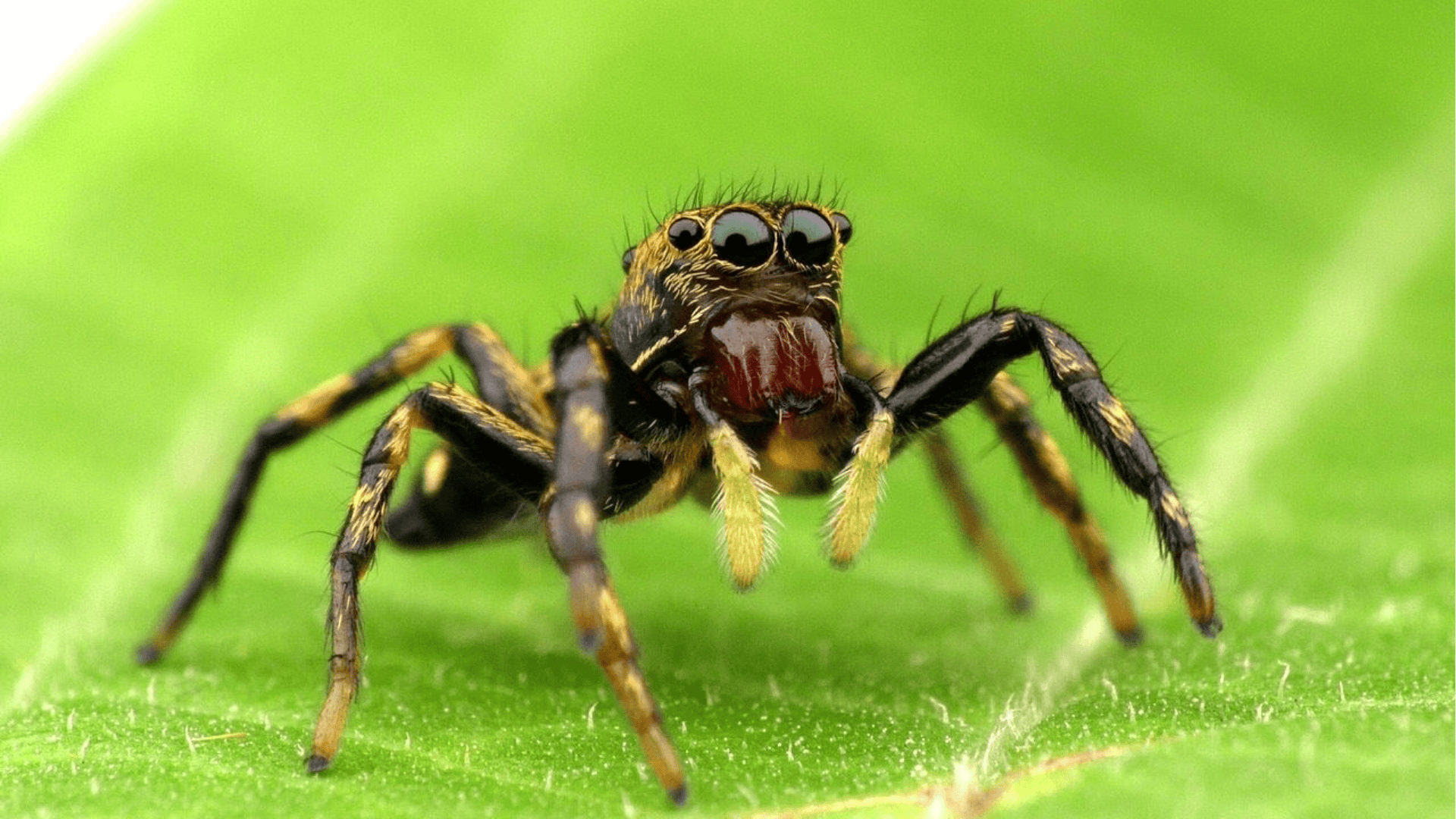Amazon Jumping Spider (Salticidae Spp.)
