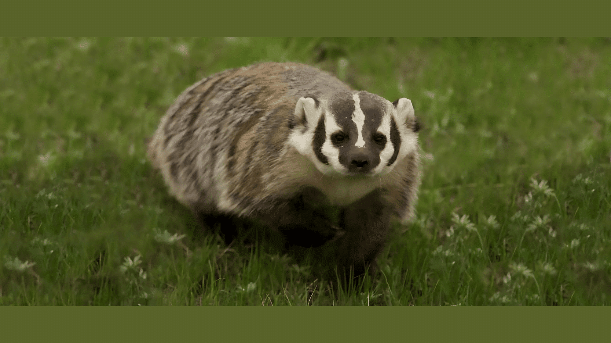 American Badger