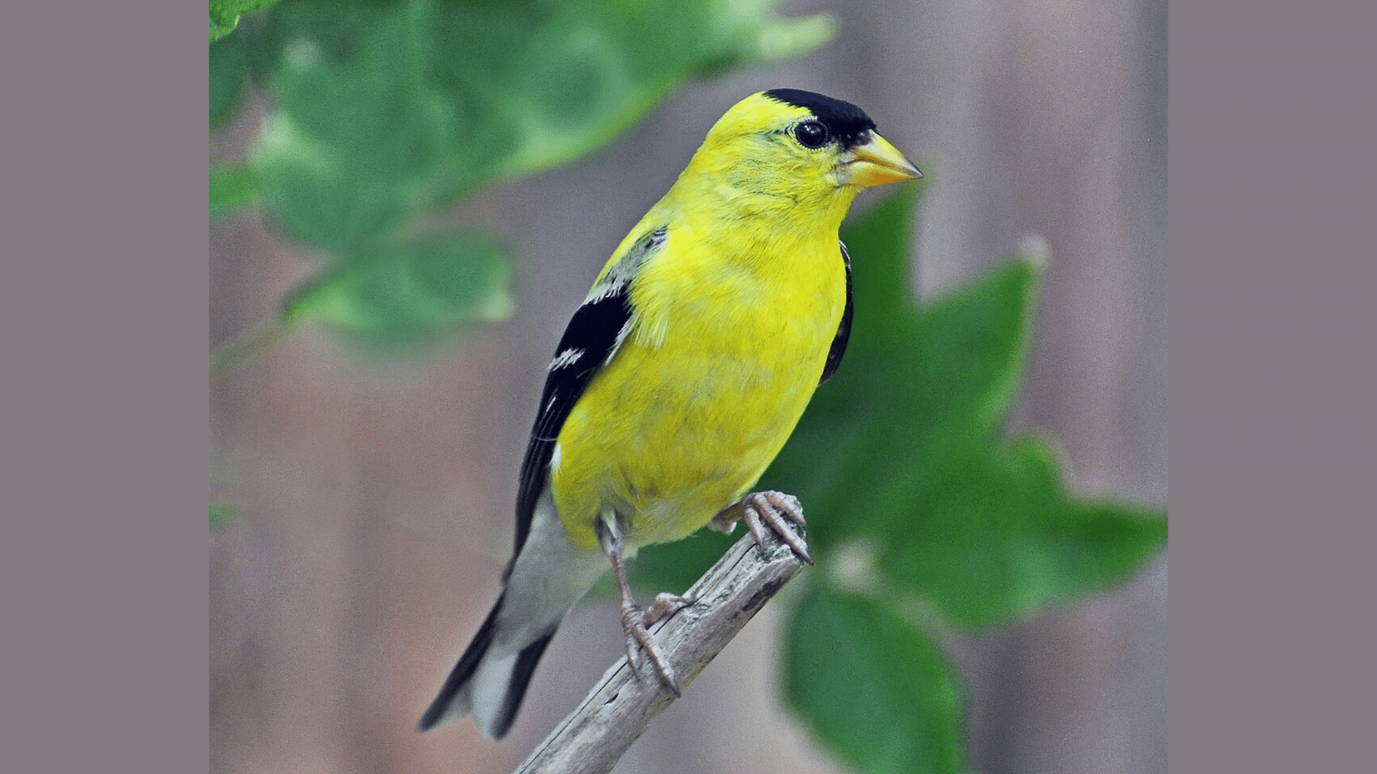 American Goldfinch
