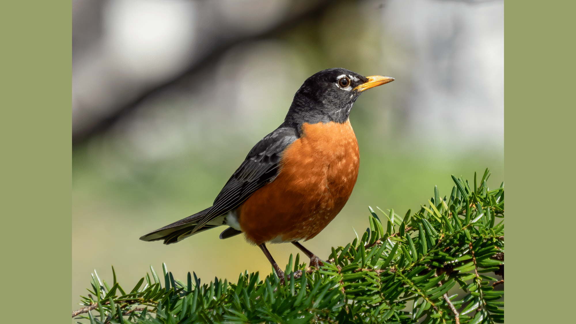American Robin