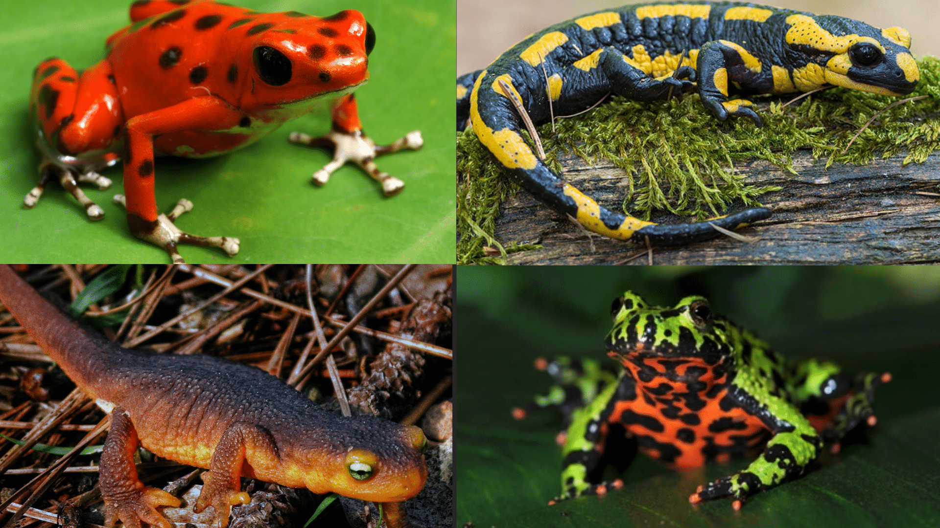 Amphibians