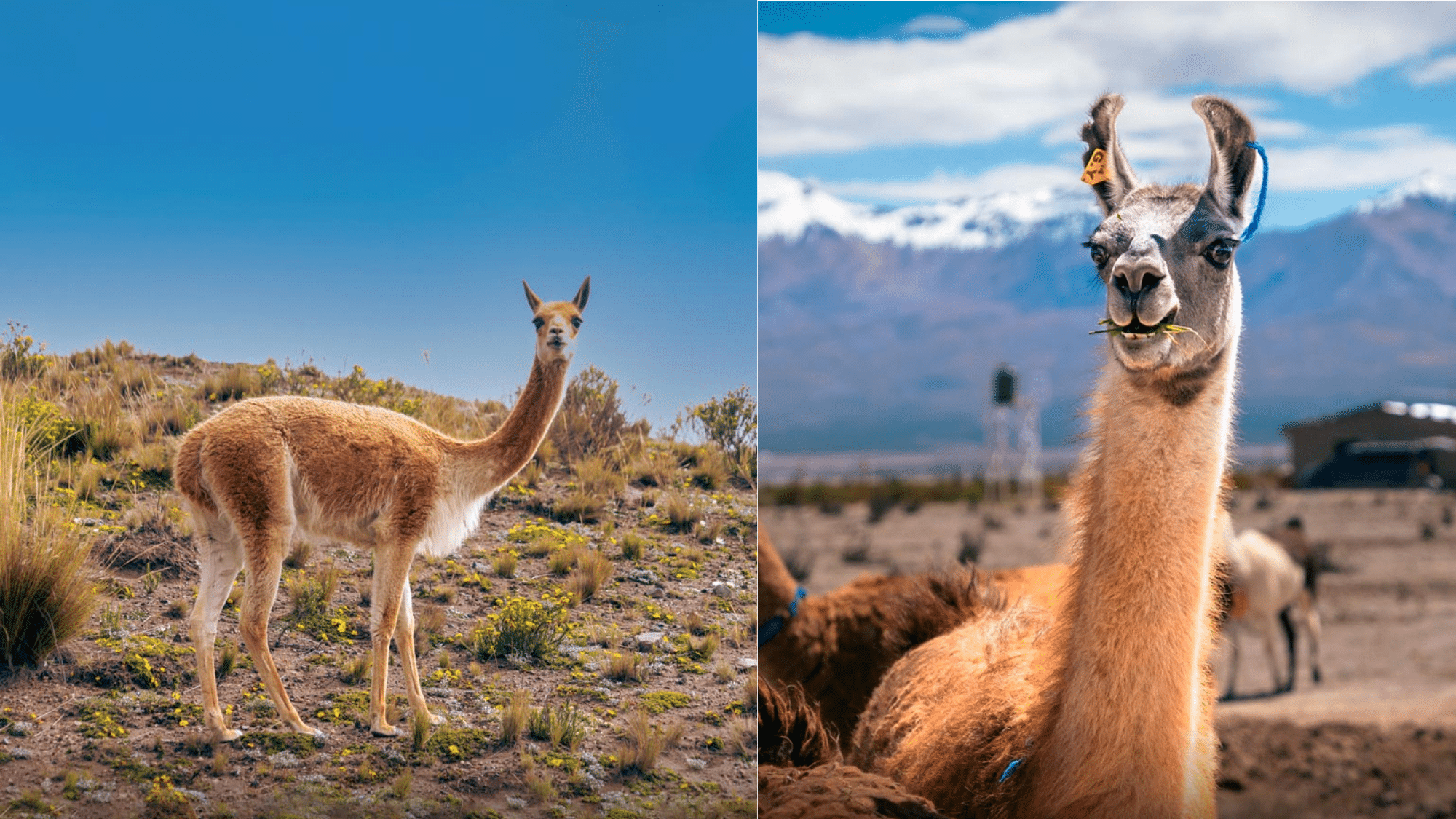 Ancestry and Origin of these Animals
