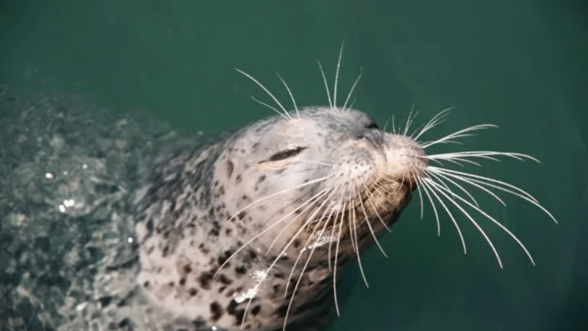 What Animals Have Whiskers?