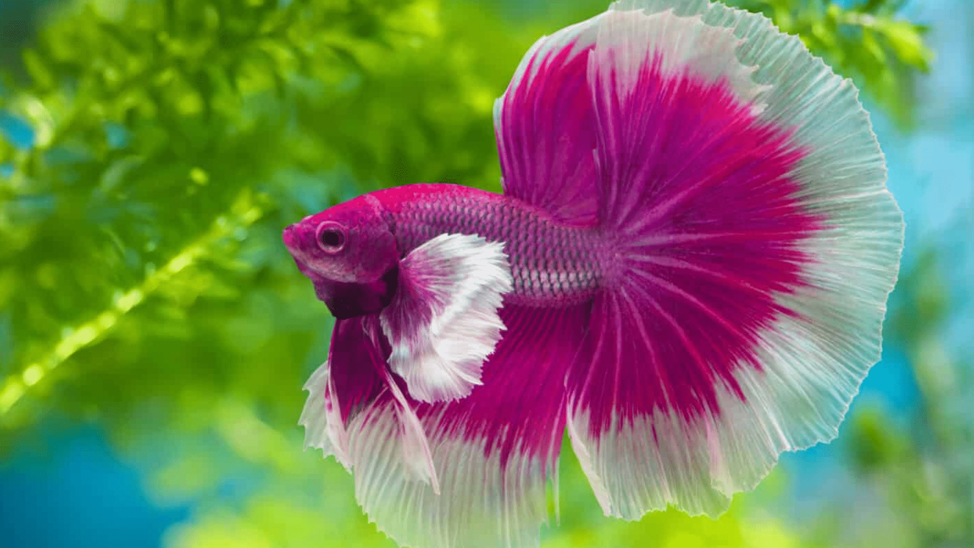 Appearance & Coloration
