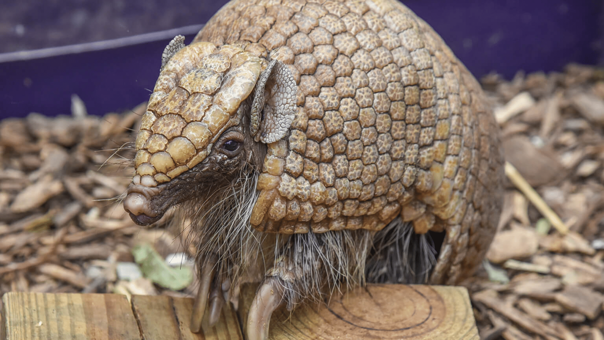 Are Armadillos Really Aggressive Animals (featured image)