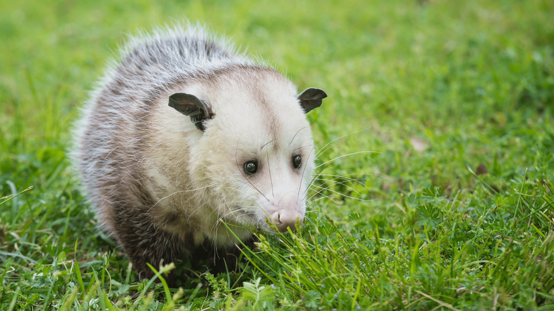 Are Opossums Safe to Keep Around Pets and Children