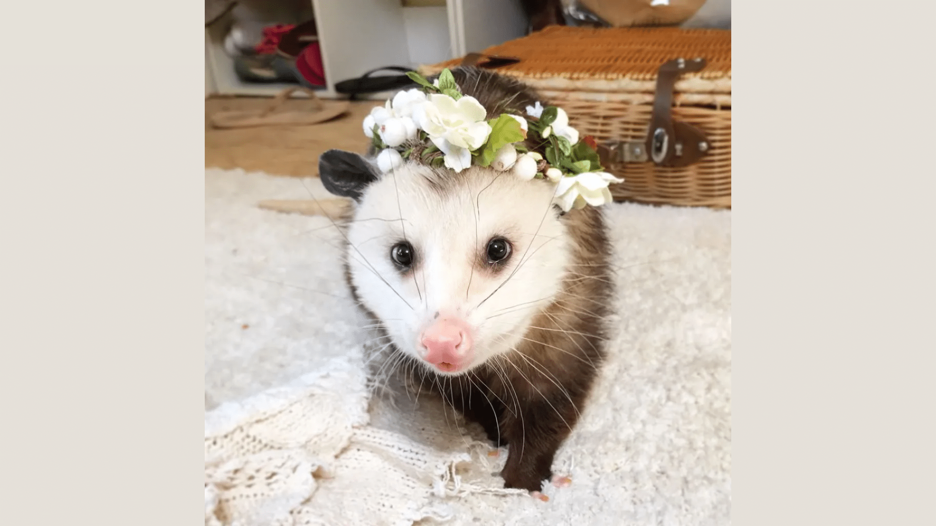 Are Opossums Suitable as Household Pets(featured image)