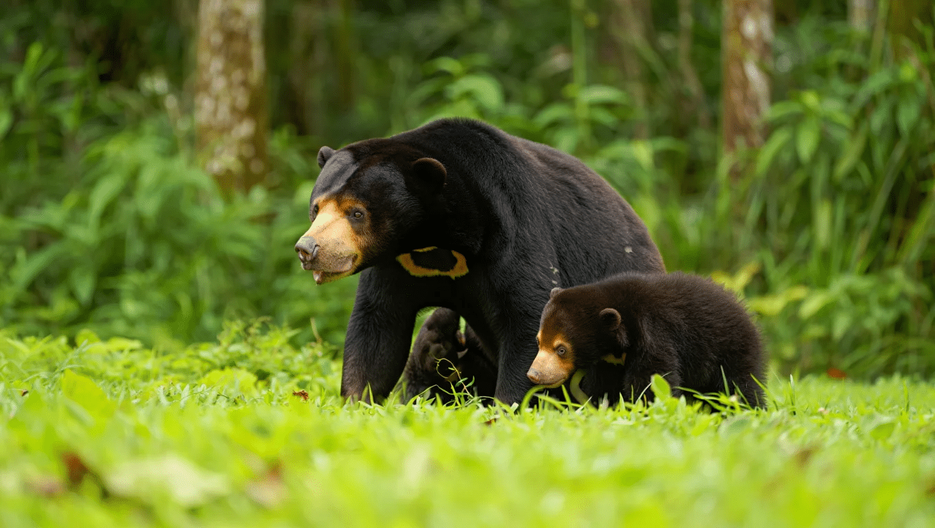 Are Sun Bears Naturally Aggressive?
