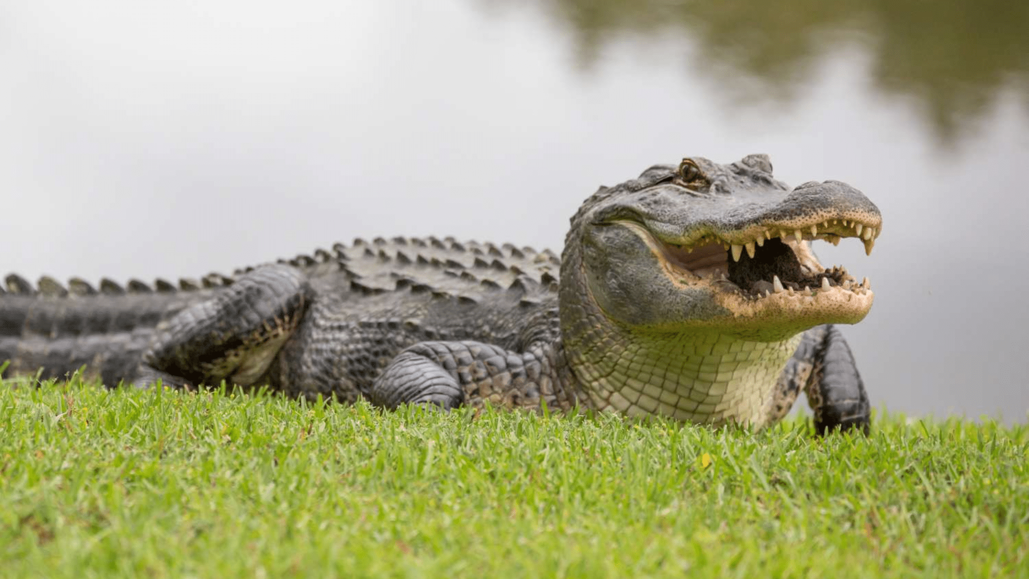Are alligators reptiles or amphibians