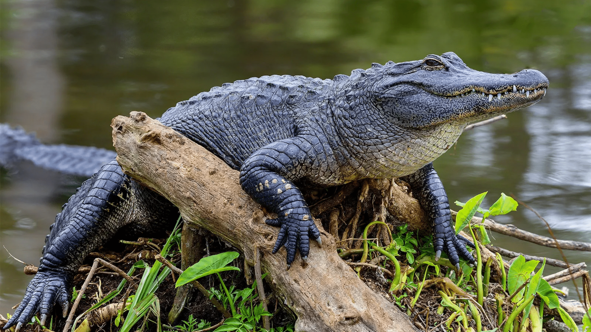 Are alligators reptiles or amphibians (1)