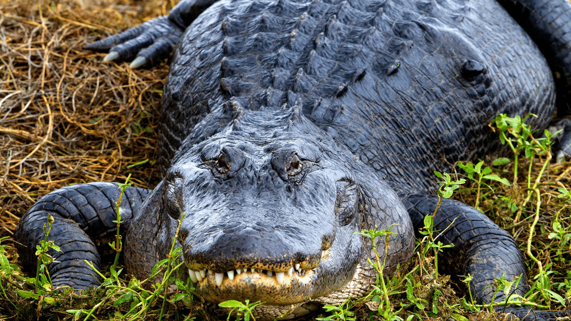 Are alligators reptiles or amphibians featured image