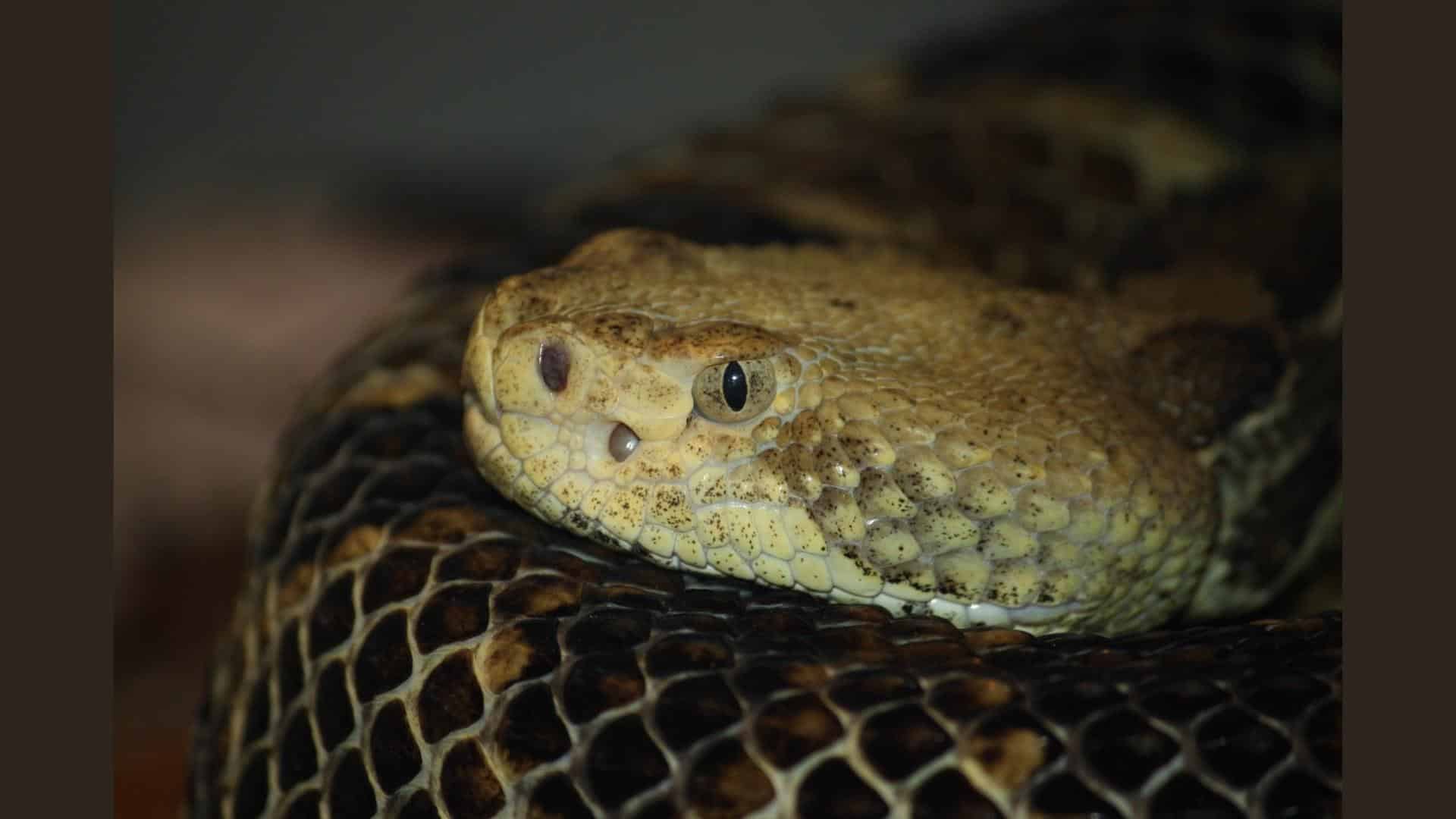 Arizona’s Rattlesnake Diversity
