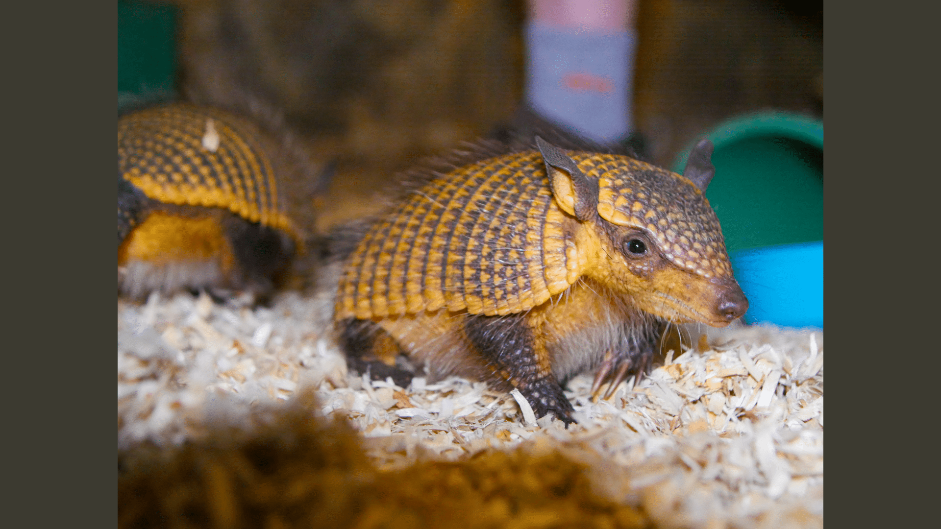 Armadillo Adaptations for Survival