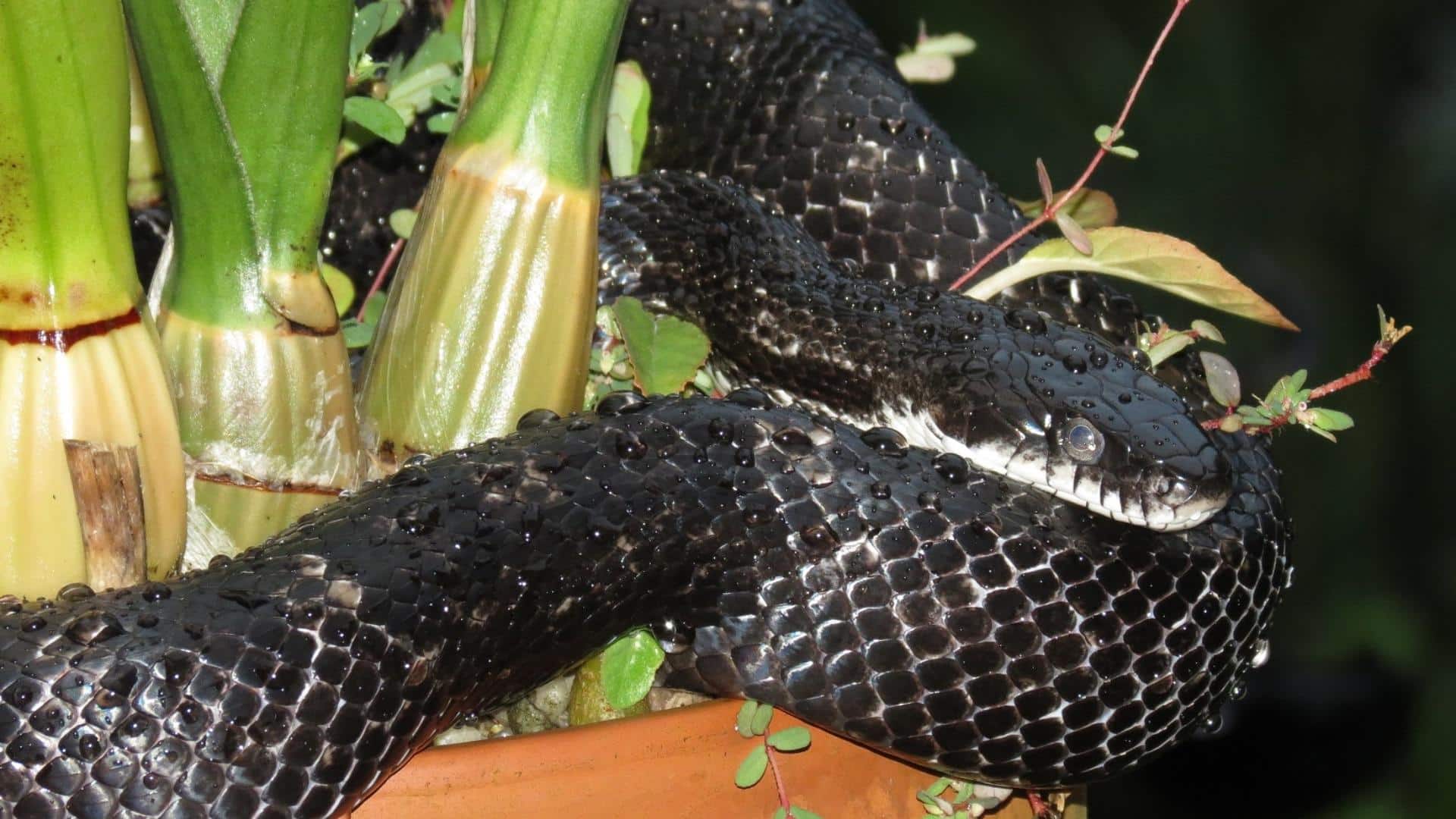 Around Garden Beds, Flower Pots and Shrubs