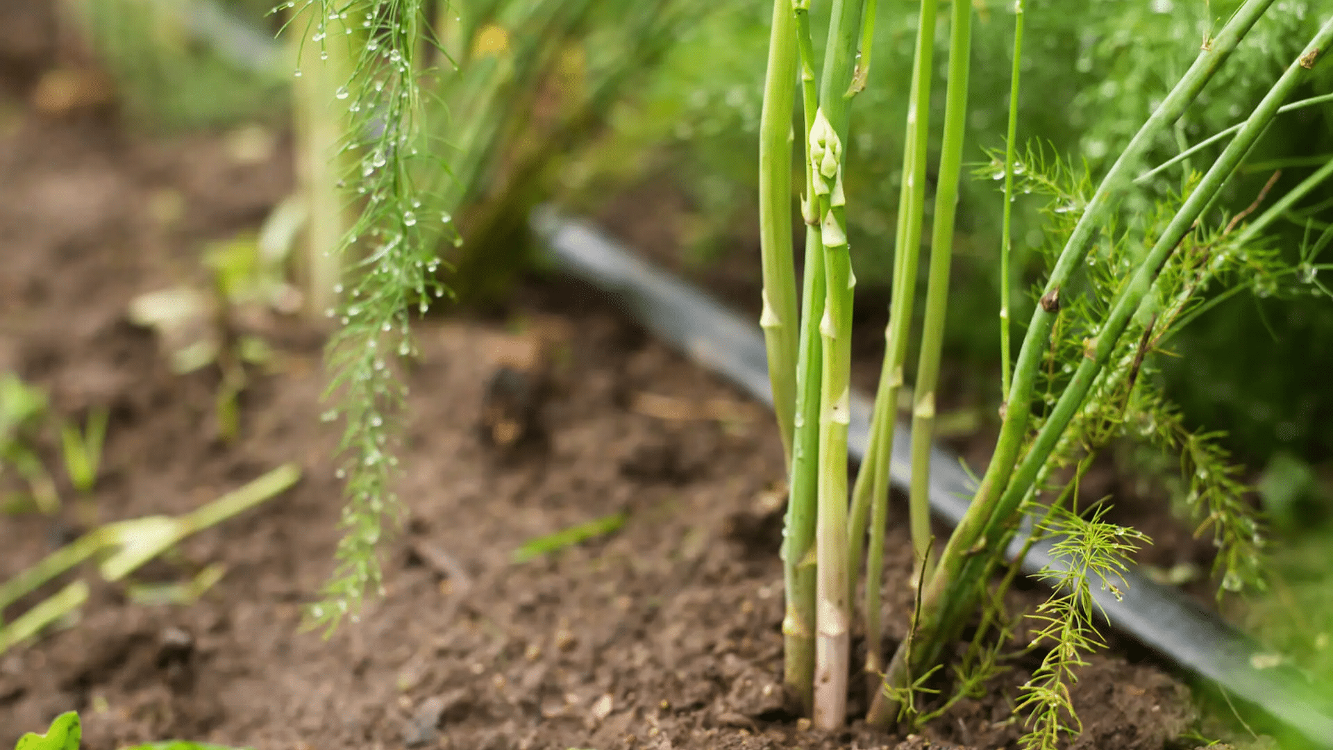 Asparagus: The Perennial Problem
