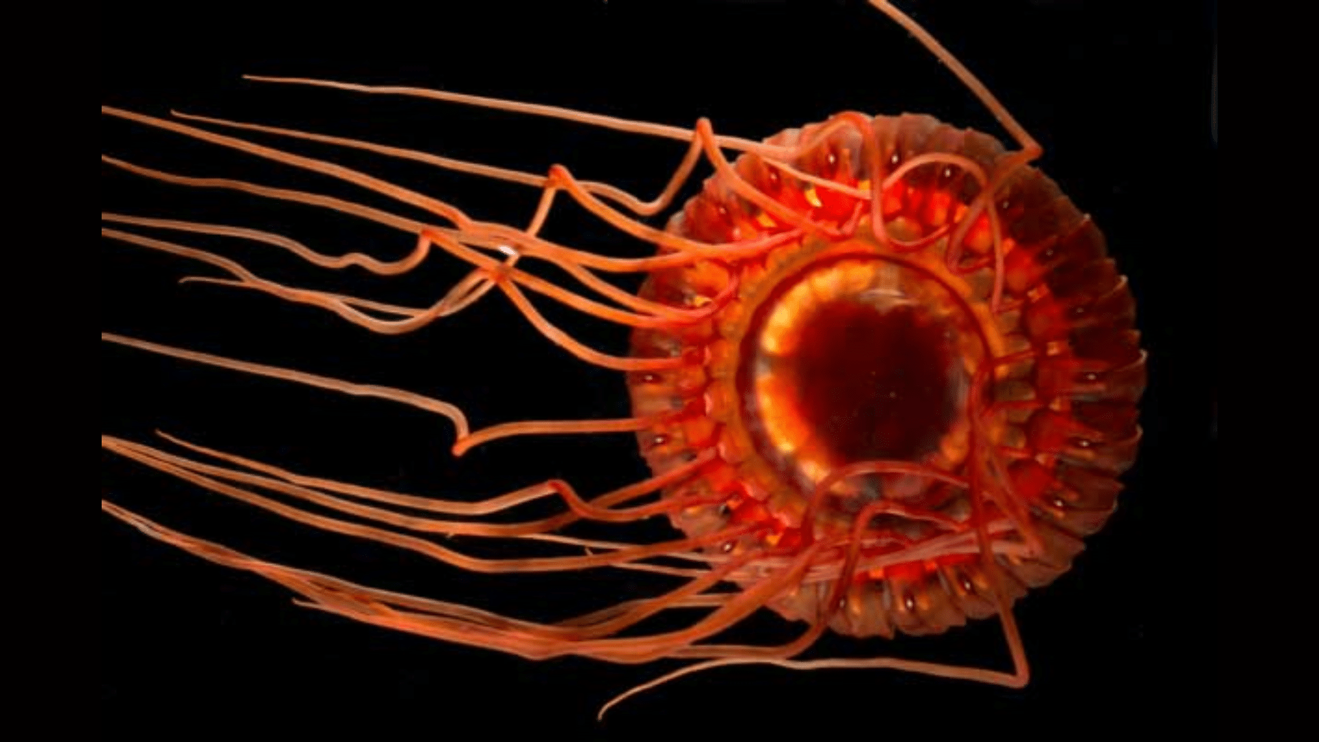 Atolla Jellyfish (Atolla wyvillei)
