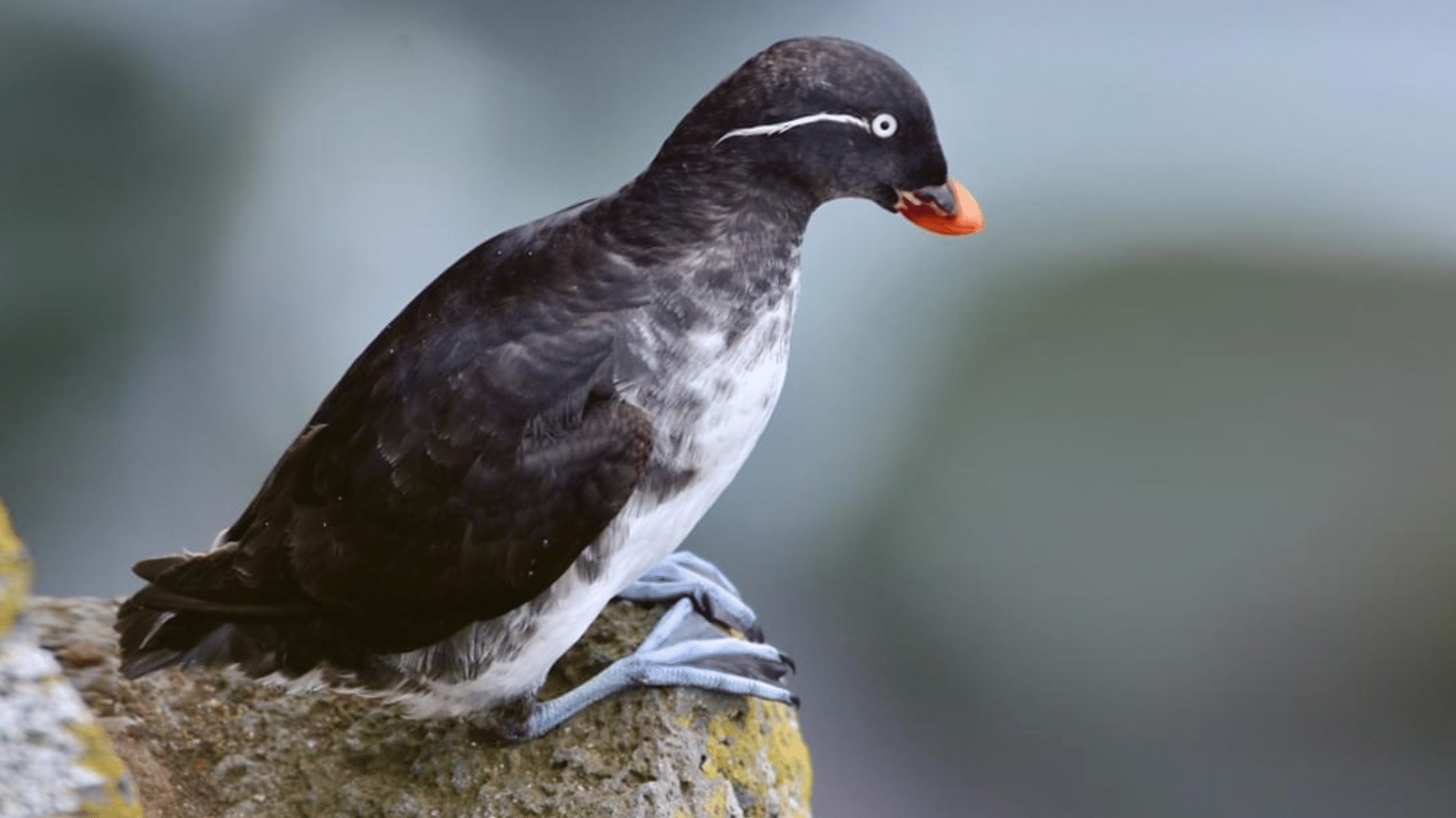 Auklets (Other Species)
