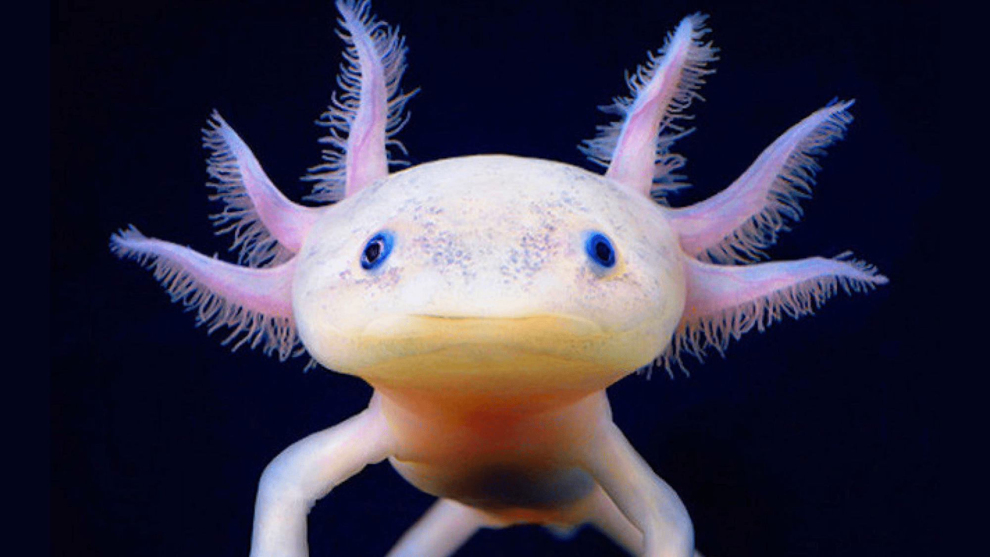 Axolotls