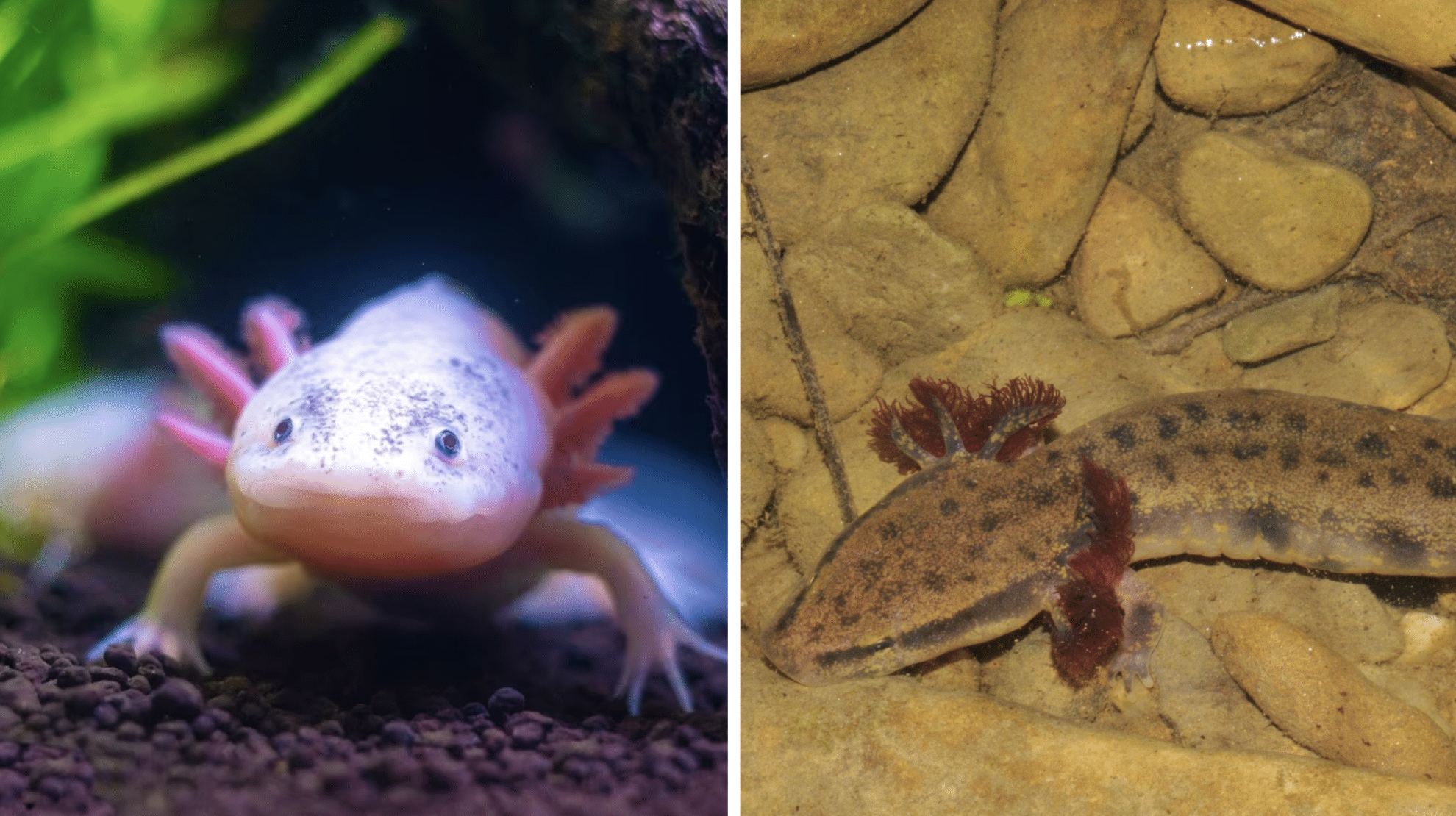 Better Pets: Axolotl vs Mudpuppy