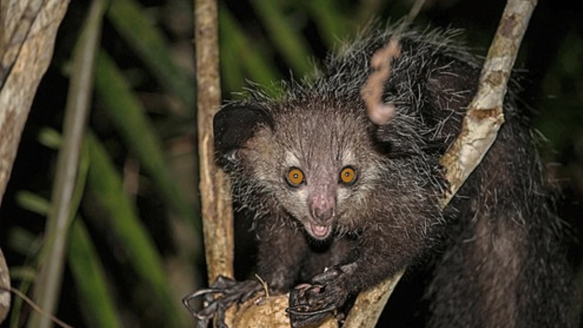 Aye-Aye