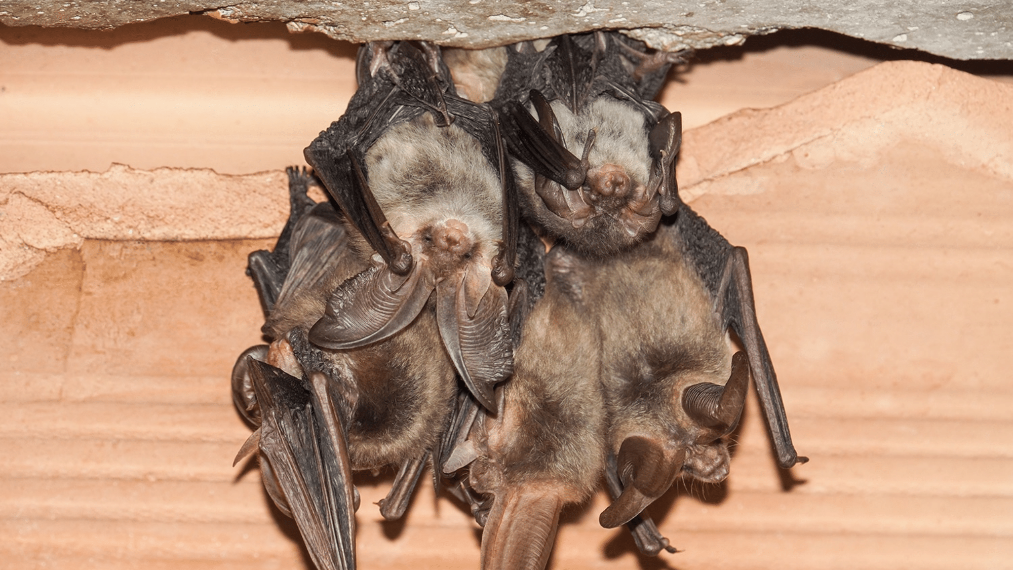 Bat Infestation and How to Get Rid of it
