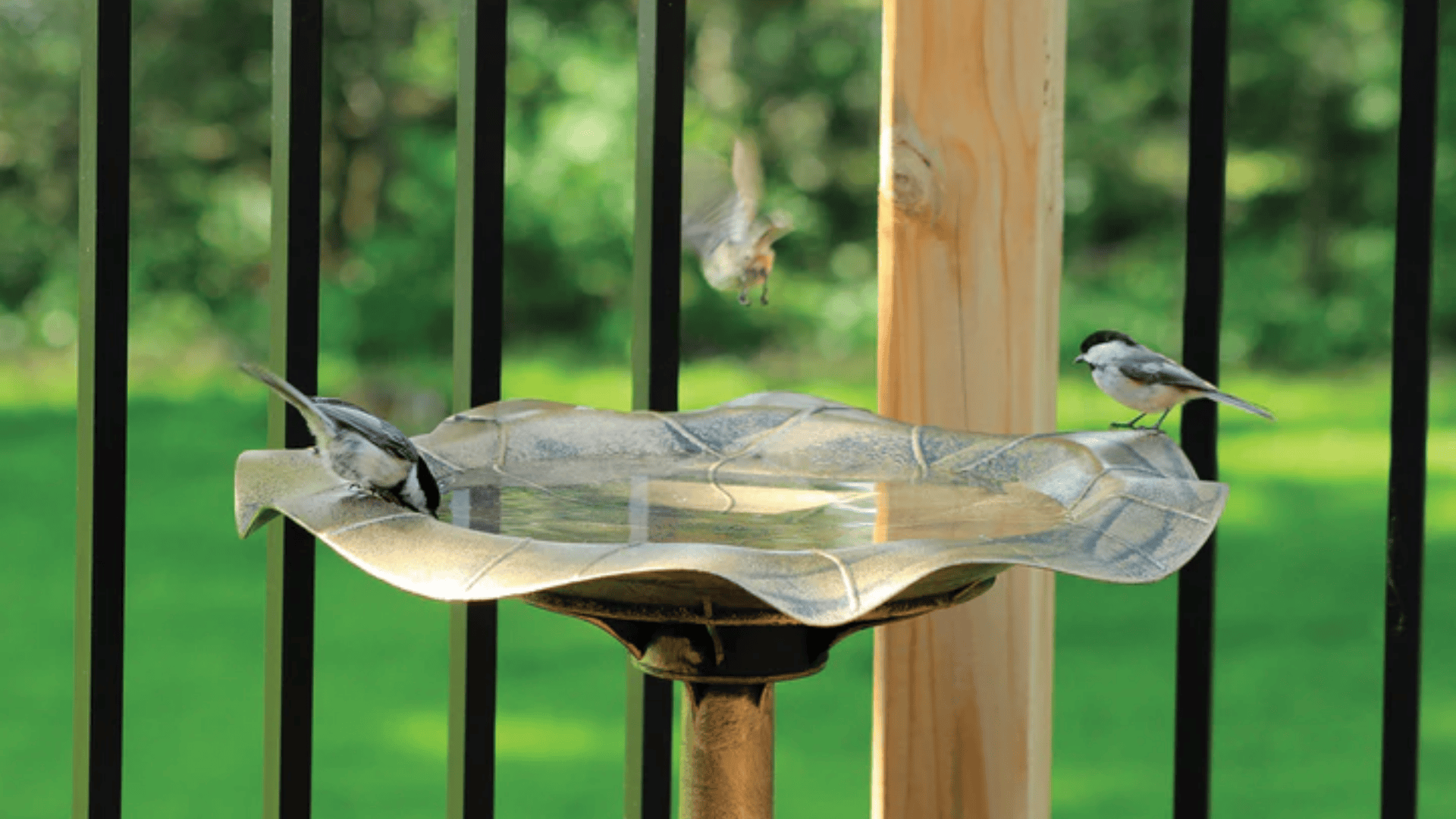 Simple Guide for Your Backyard Birding