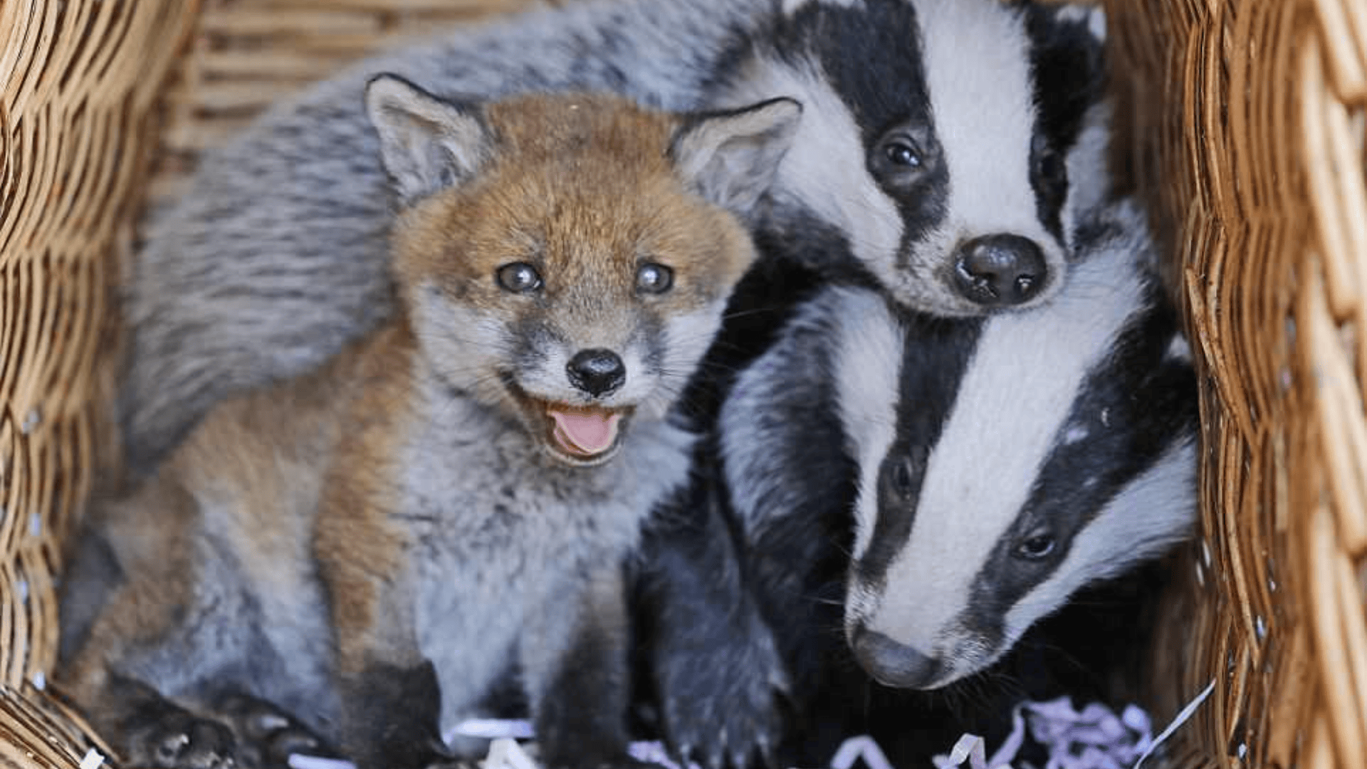 Fox and Badger Facts That Will Surprise You