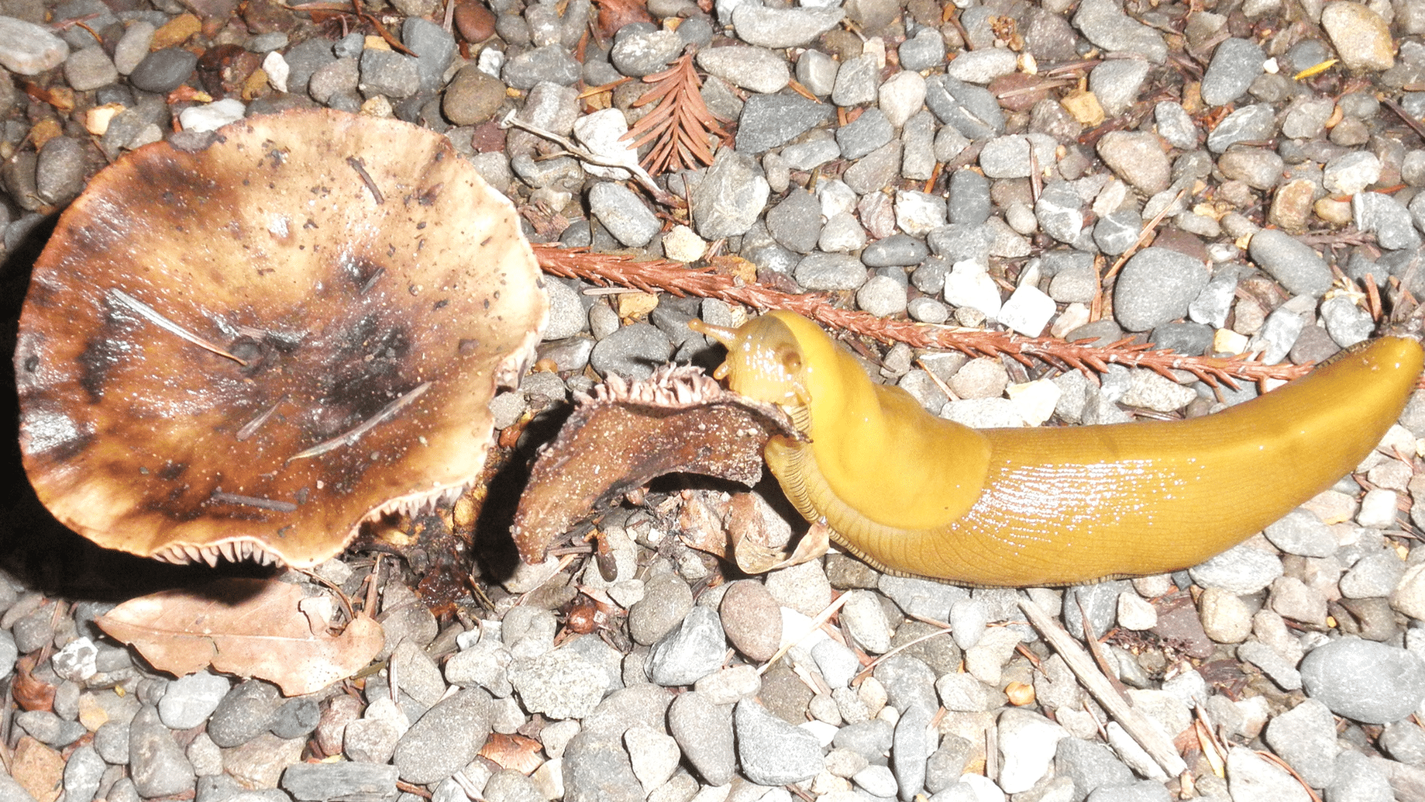 Banana Slugs