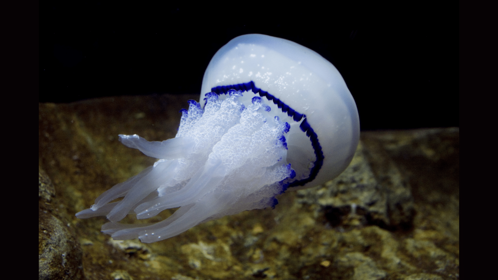 Barrel Jellyfish (Rhizostoma Pulmo)
