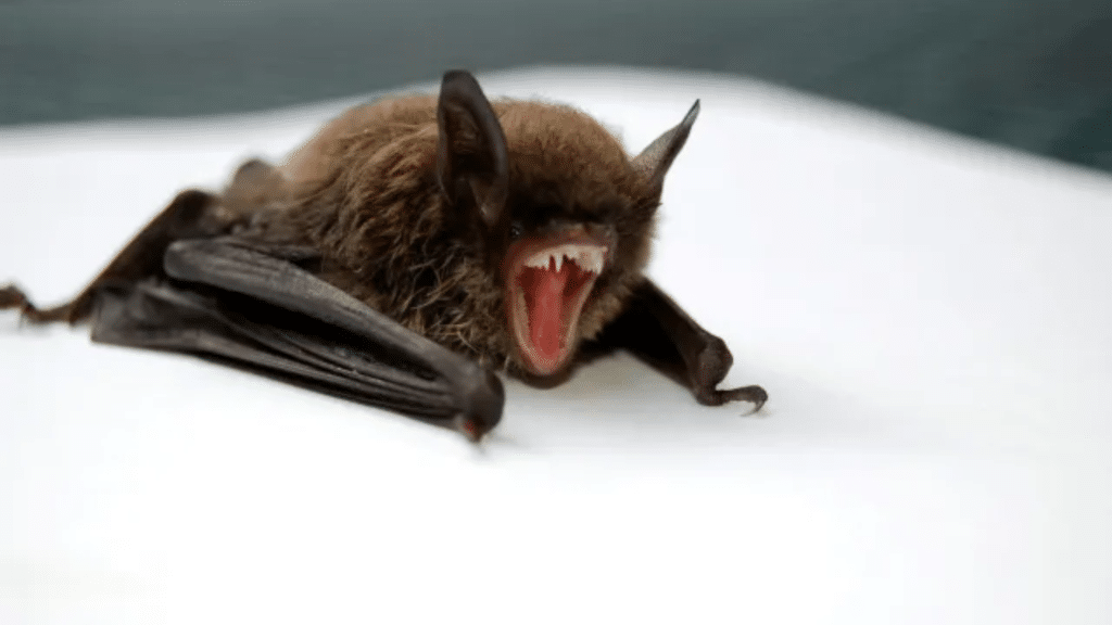 What Does a Bat Bite Look Like?