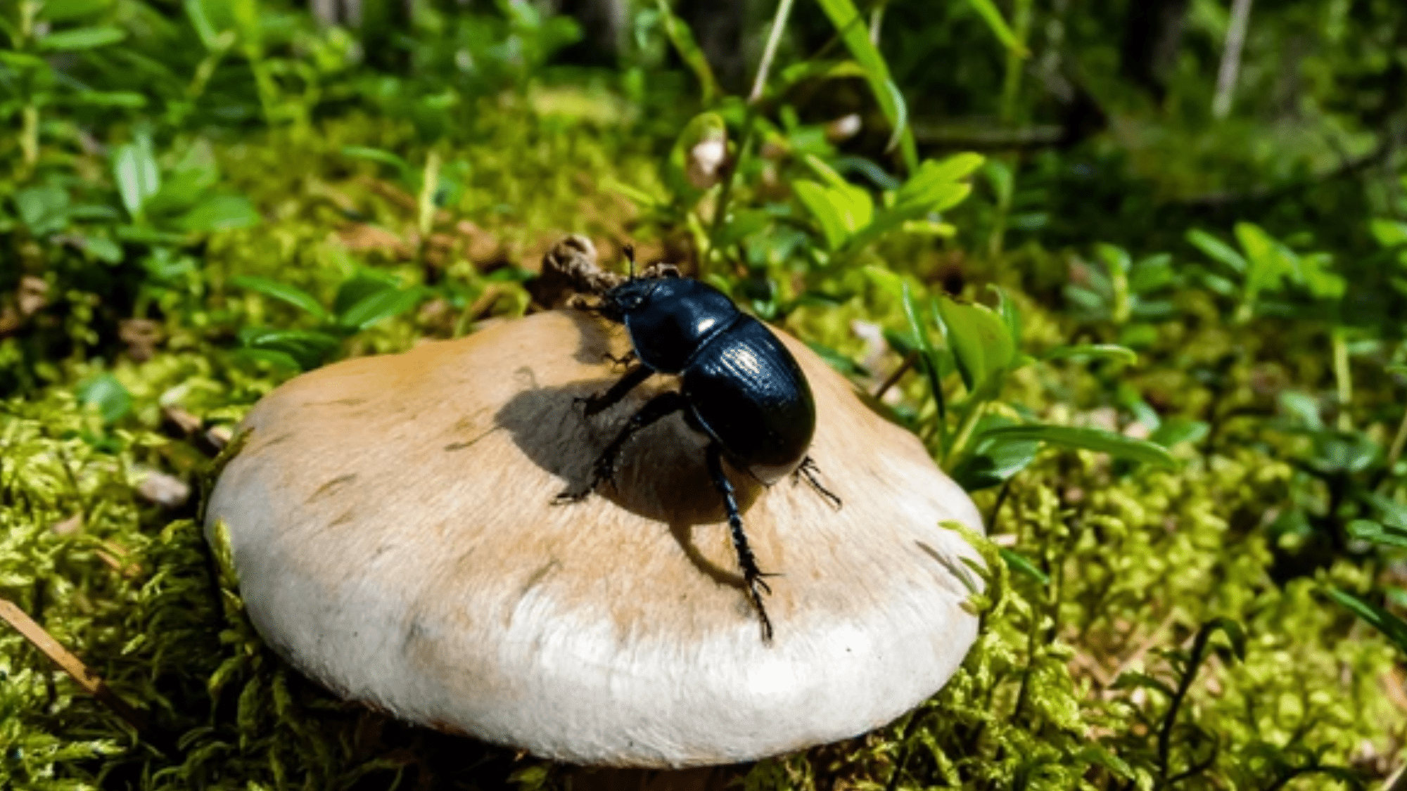 Beetles