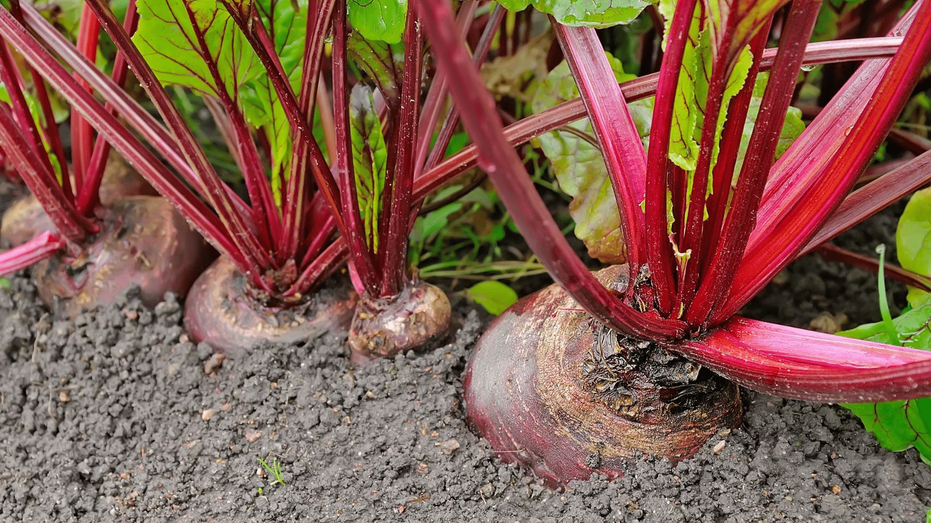 Beets: The Underground Fighter
