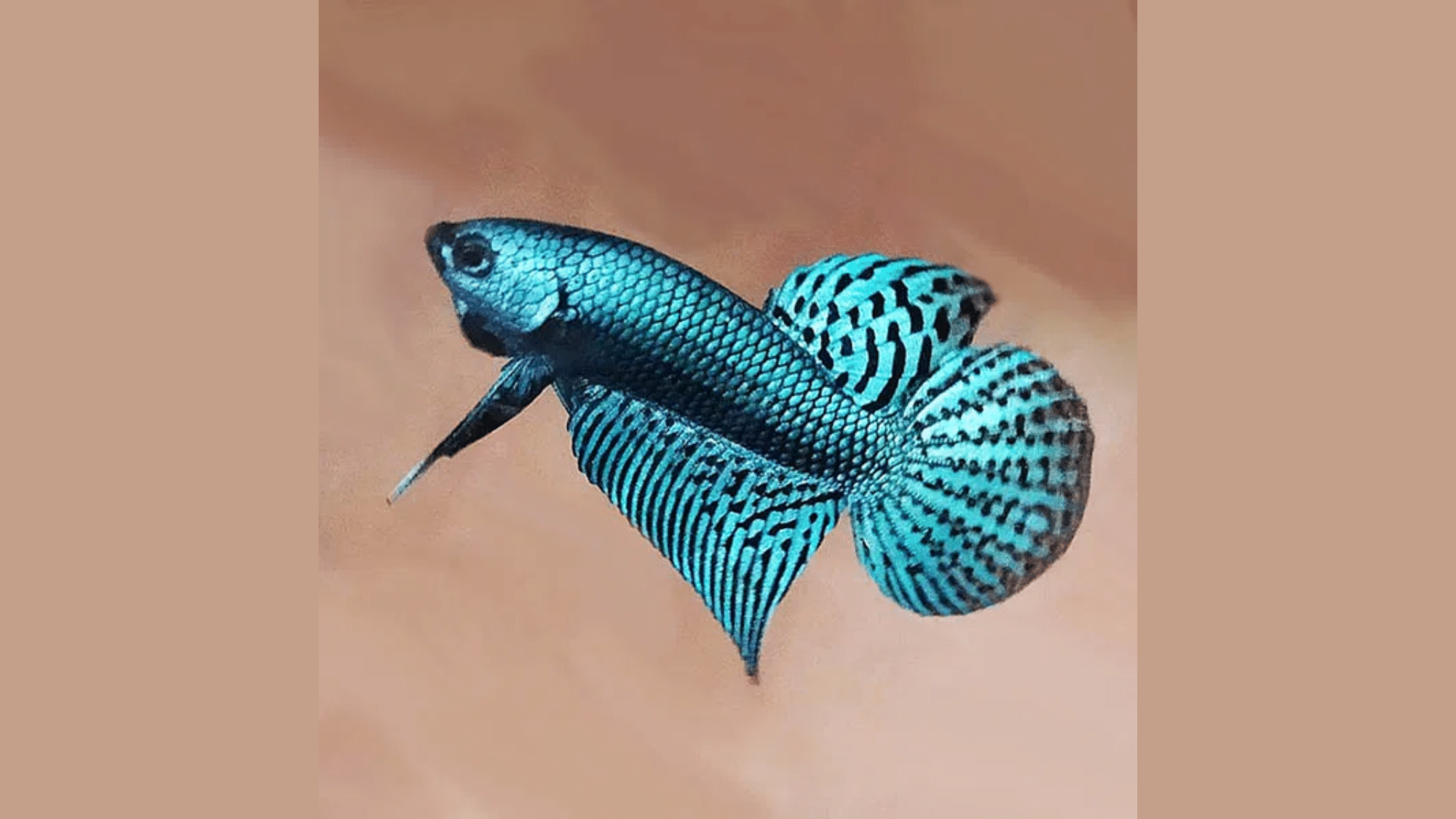 Behavior of Beta Fish
