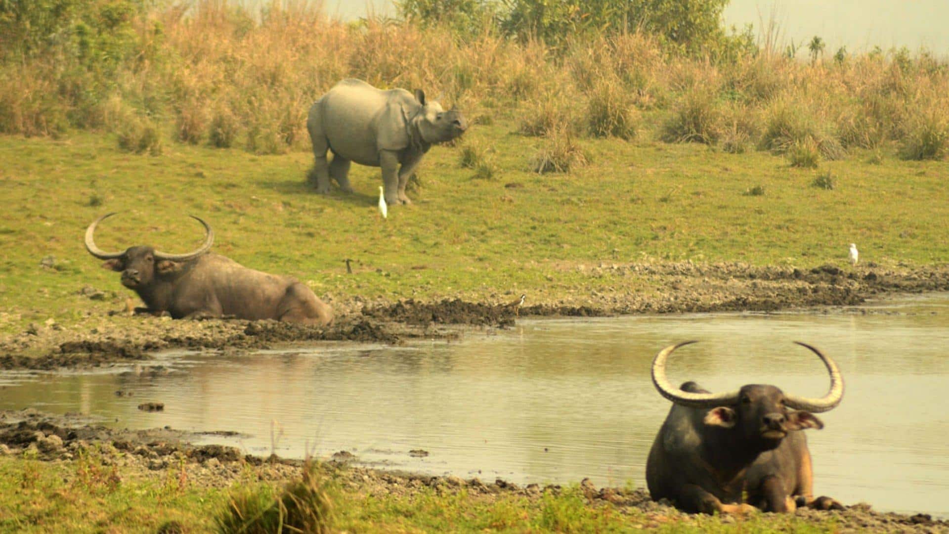 Benefits of Swimming for Water Buffalo
