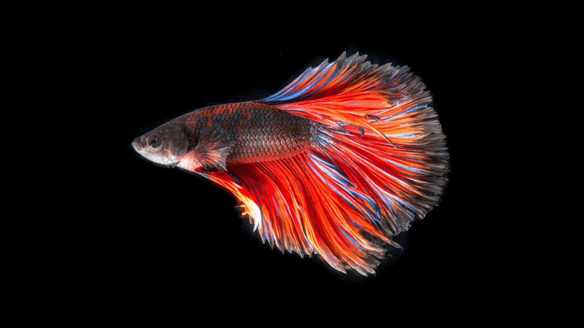100 Interesting Facts About Betta Fish