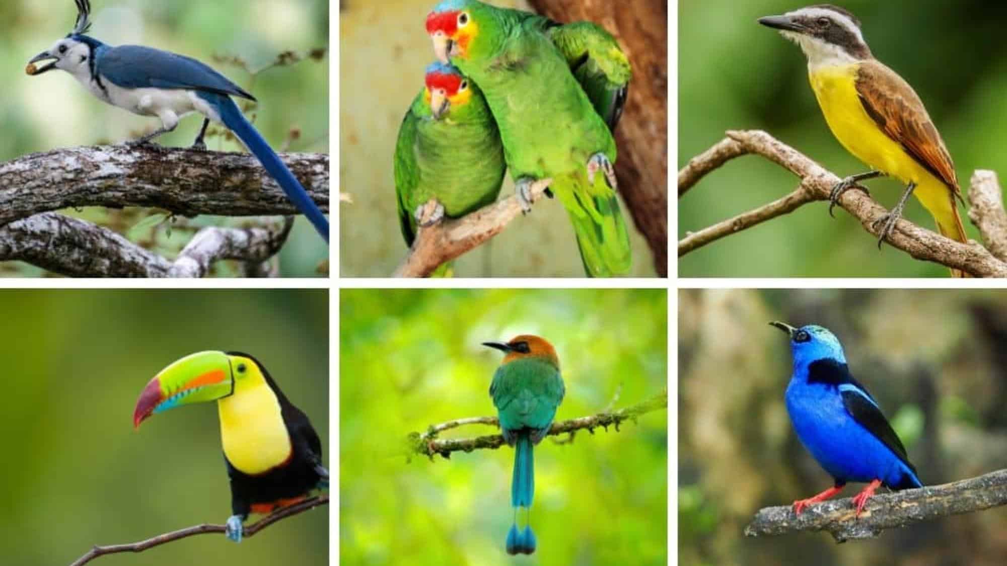 Bird Heaven