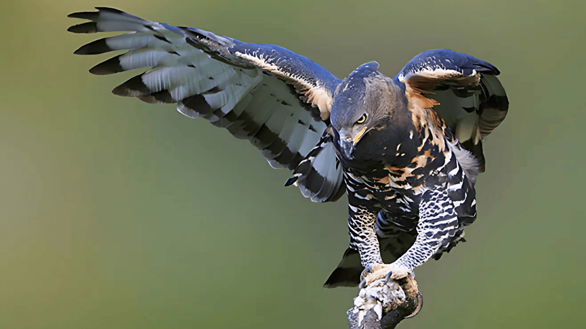 Birds of Prey