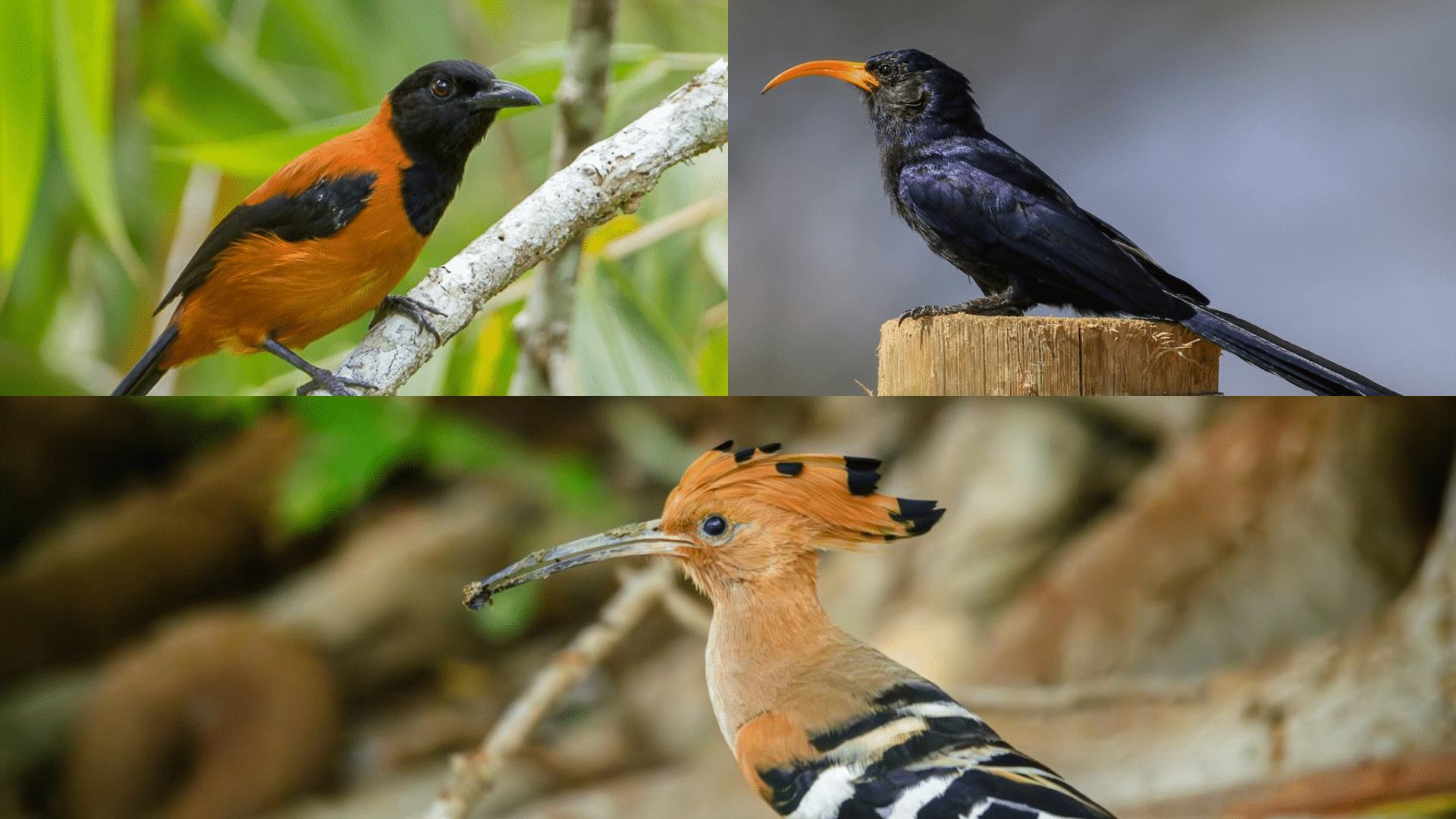 Birds