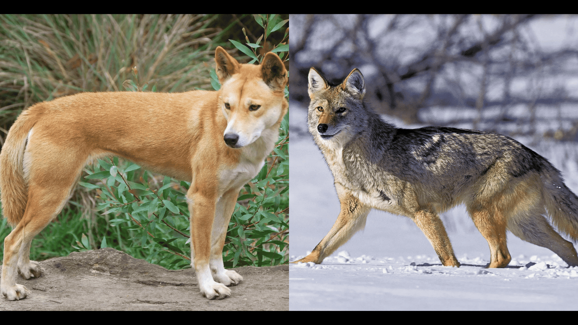 Bite Force and Hunting Abilities
