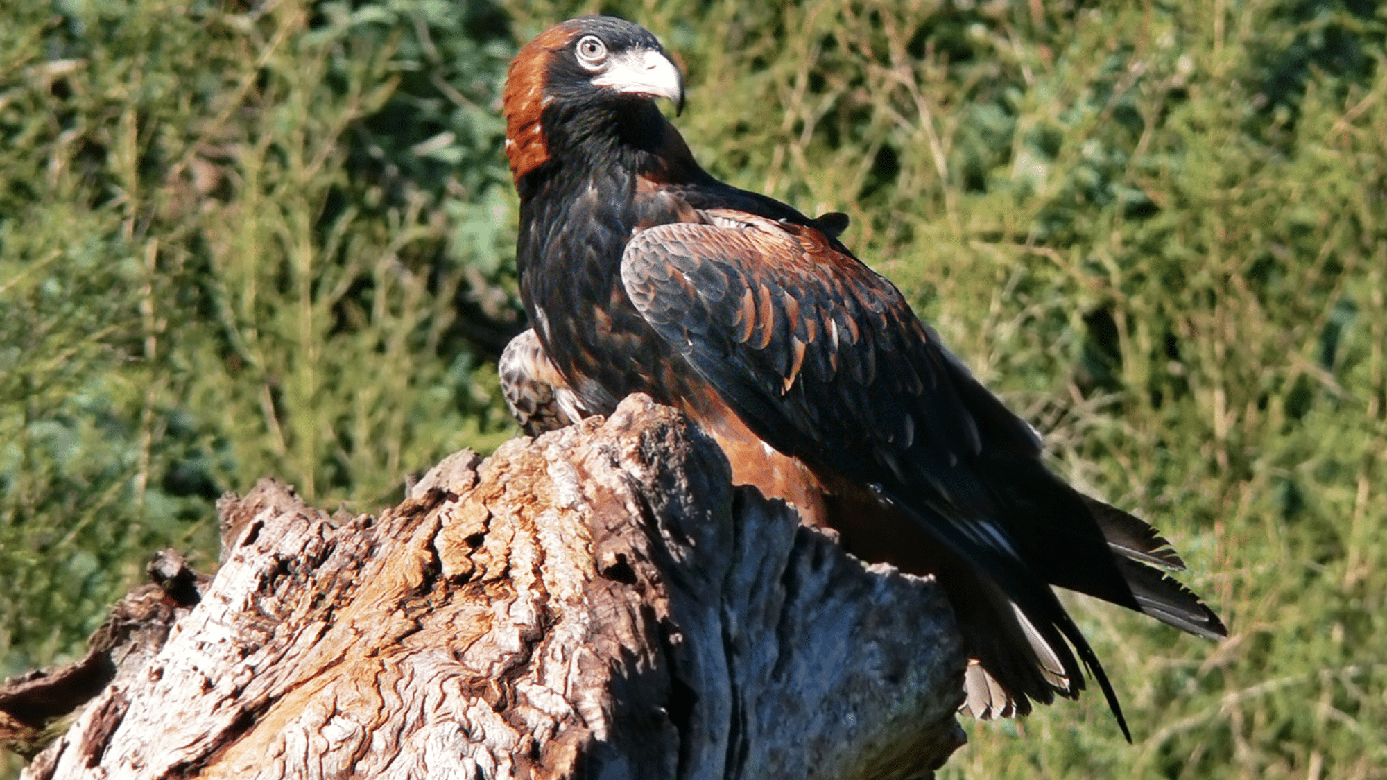 Black-Breasted Buzzards
