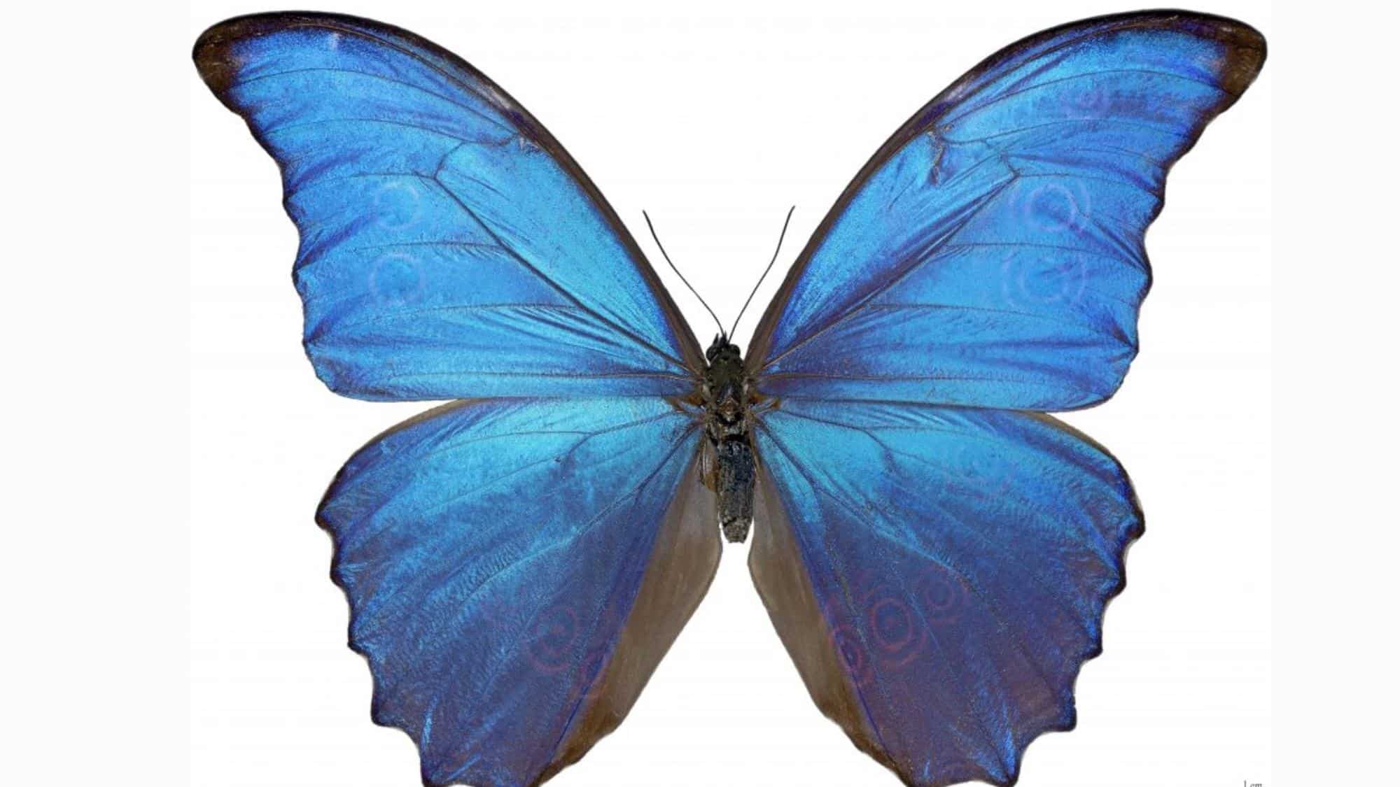 Blue Beauty