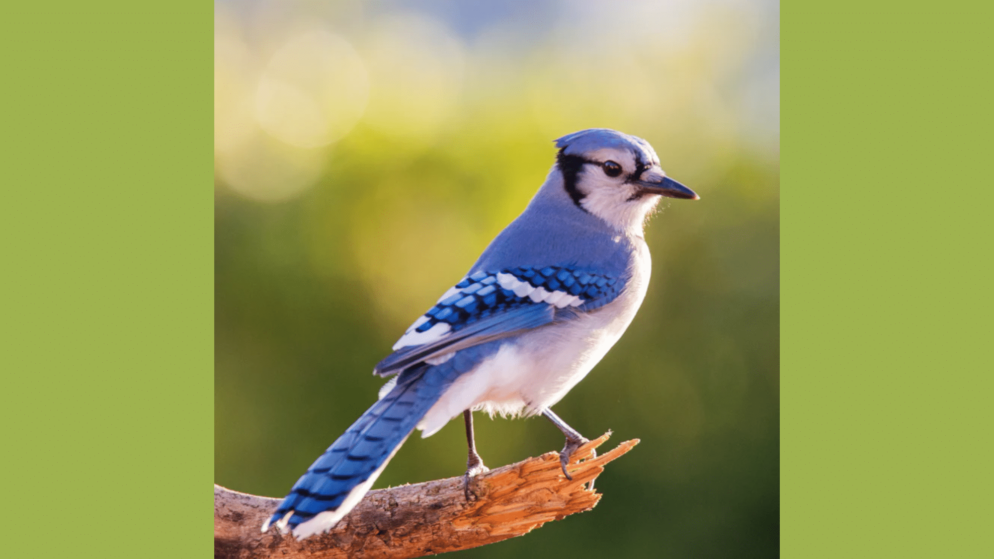 Blue Jay
